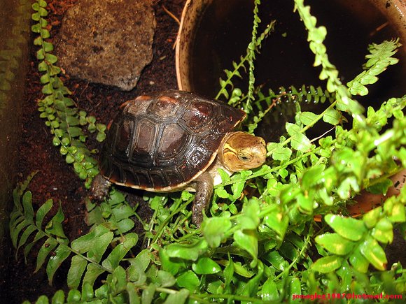Cuora flavomarginata