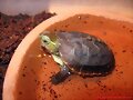 Cuora flavomarginata babys