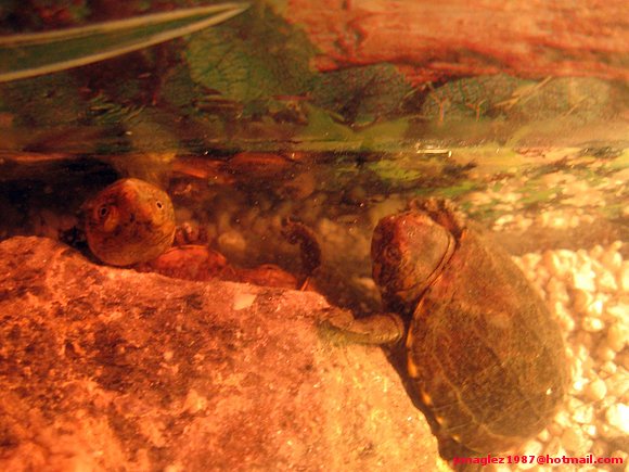 Kinosternon babys