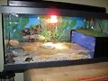 Acuario Kinosternon babys