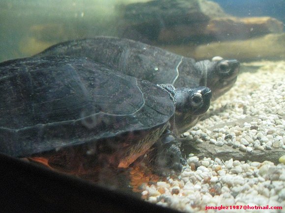 Siebenrockiiella crassicollis