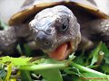 Testudo ibera