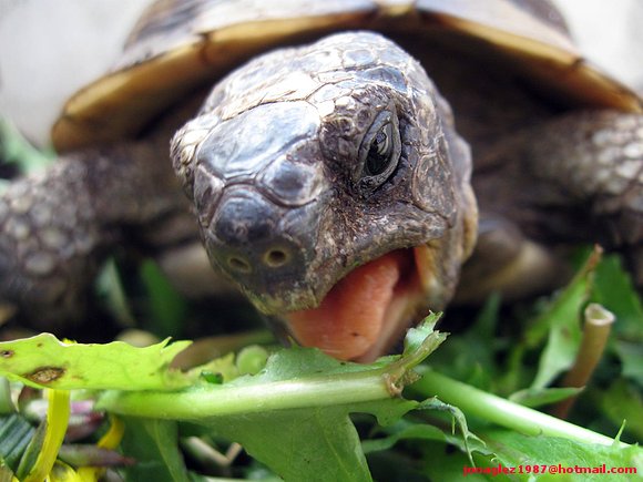 Testudo ibera