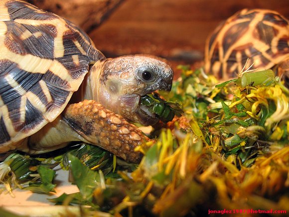 Geochelone elegans