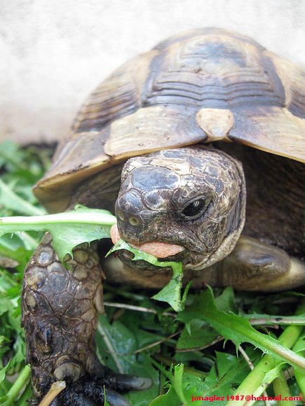 Testudo ibera