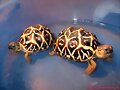 Geochelone elegans