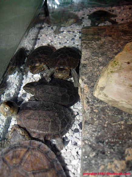 Kinosternon babys