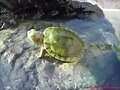 Trachemys scripta elegans baby