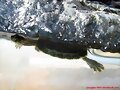 Trachemys scripta elegans+scripta