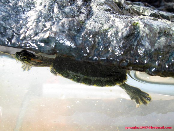 Trachemys scripta elegans+scripta