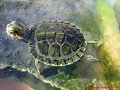 Trachemys scripta elegans+scripta