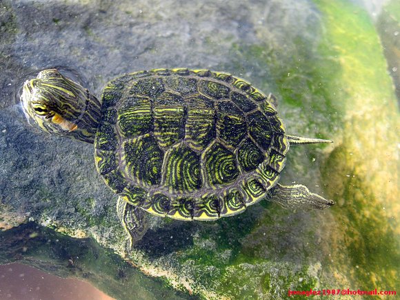 Trachemys scripta elegans+scripta