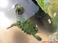 Trachemys scripta elegans+scripta