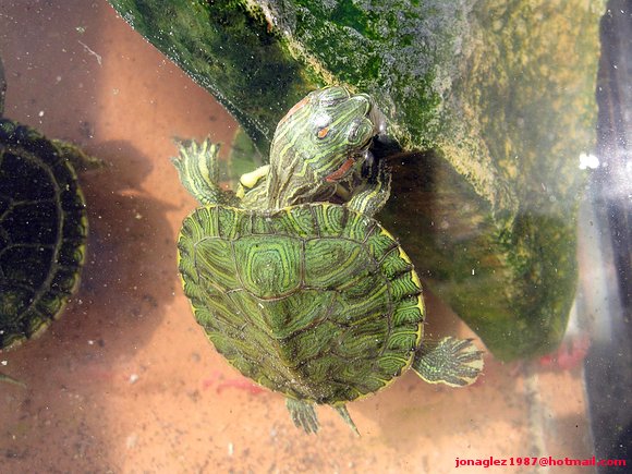 Trachemys scripta elegans baby