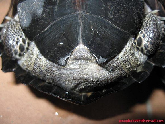 Siebenrockiiella crassicollis