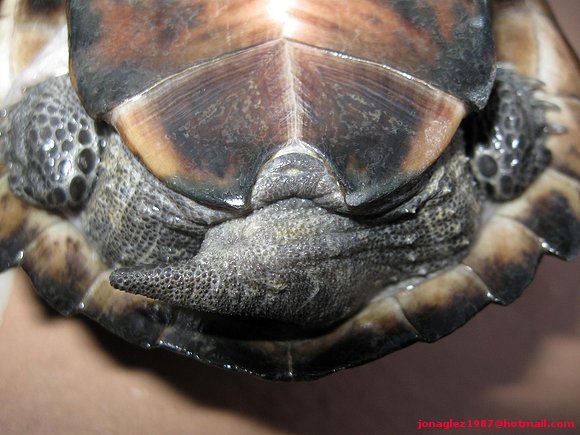 Siebenrockiiella crassicollis
