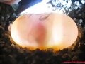 Huevos Cuora flavomarginata