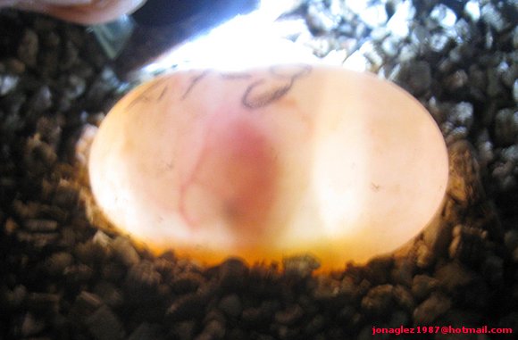 Huevos Cuora flavomarginata