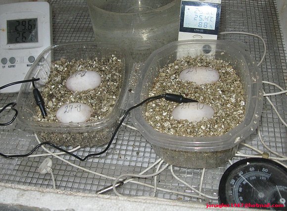 Huevos Cuora flavomarginata