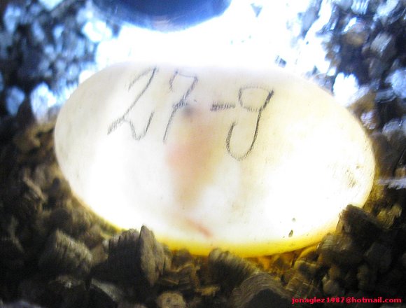 Huevos Cuora flavomarginata