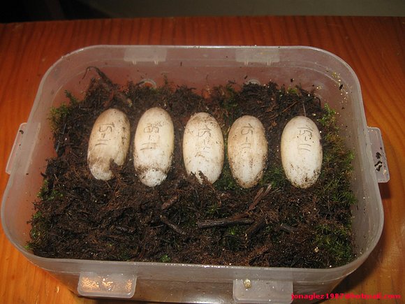Huevos Kinosternon scorpioides