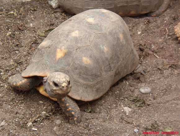 Geochelone carbonaria