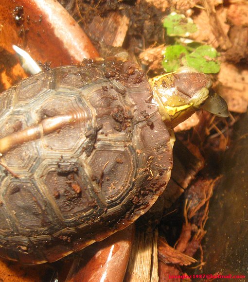 Cuora flavomarginata