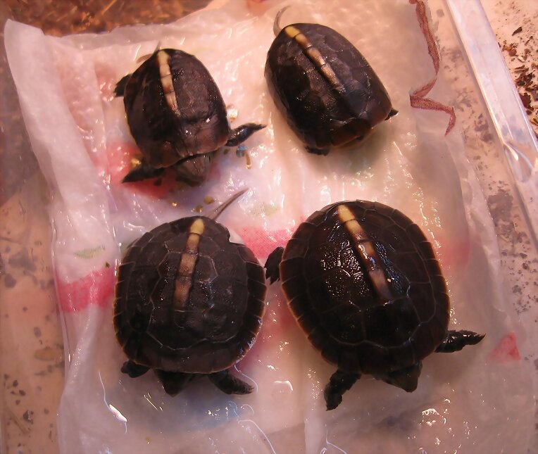 Cuora flavomarginata babys