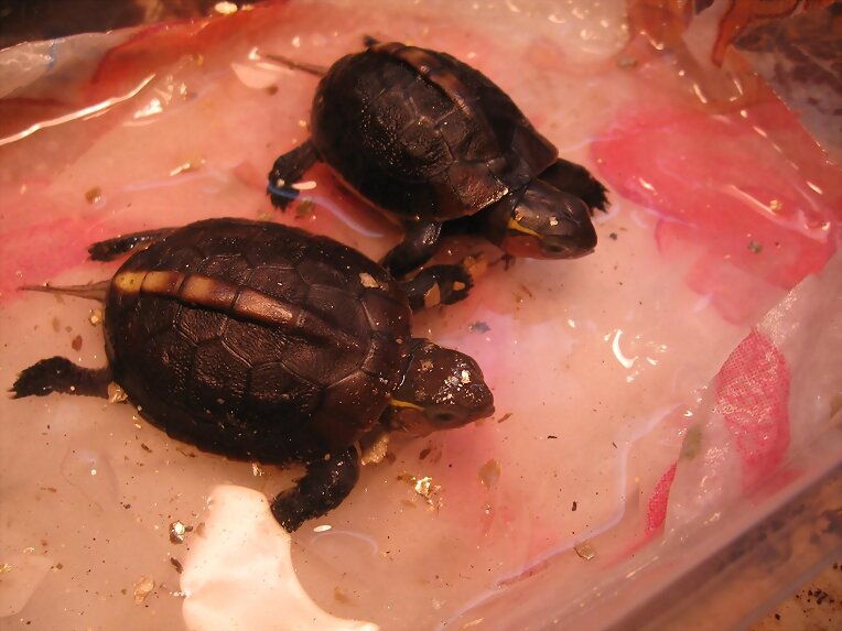 Cuora flavomarginata babys