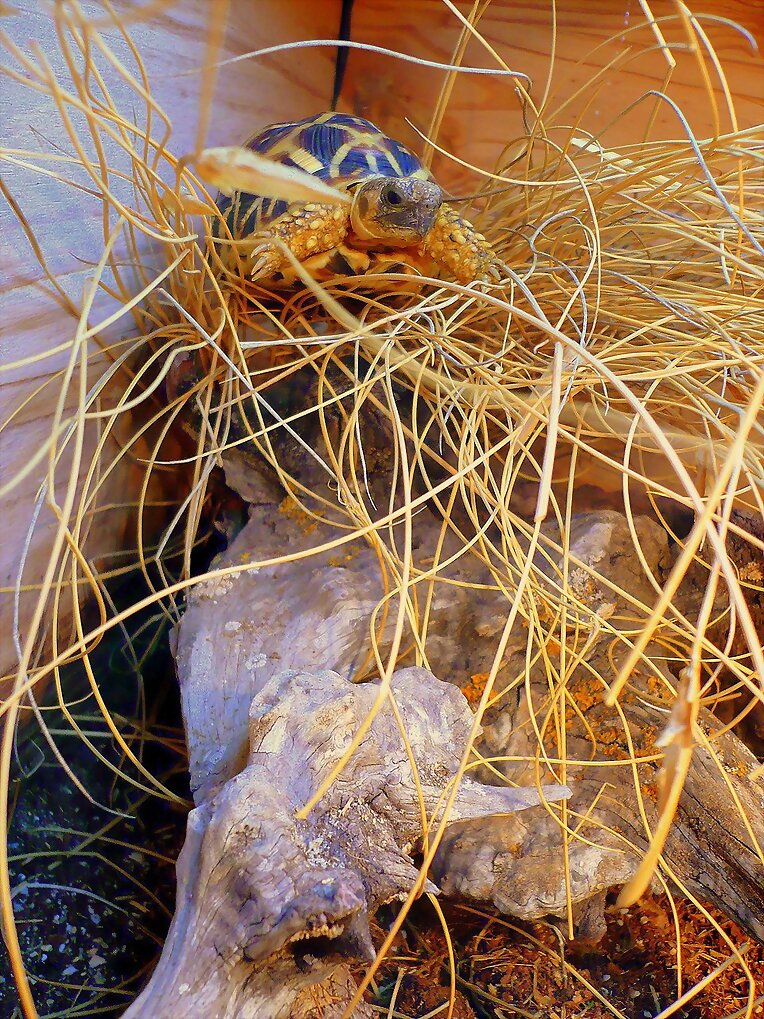 Geochelone elegans