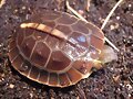 Cuora flavomarginata babys