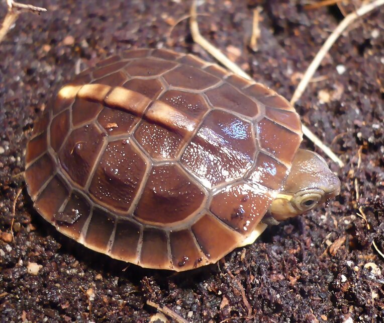 Cuora flavomarginata babys