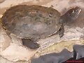 Graptemys pseudogeographica