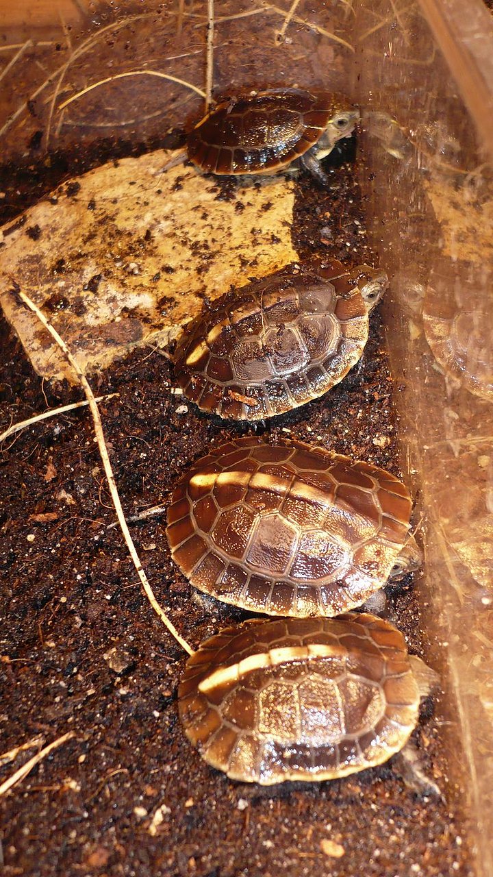 Cuora flavomarginata babys