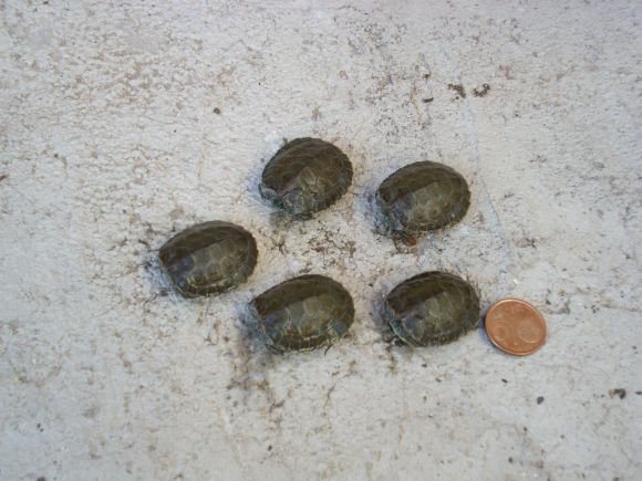 Babys Mauremys