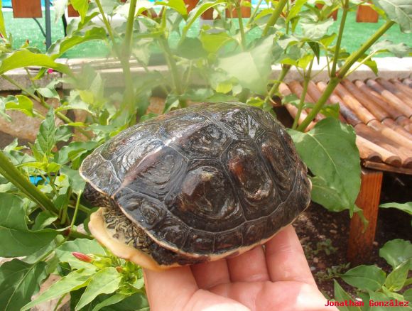 Ocadia sinensis