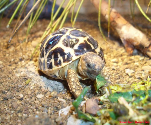 Geochelone elegans