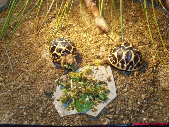 Geochelone elegans