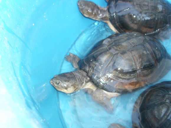 Pelusios subniger