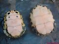 Hembras de Trachemys s. scripta