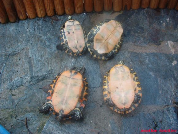 Hembras de Pseudemys concinna