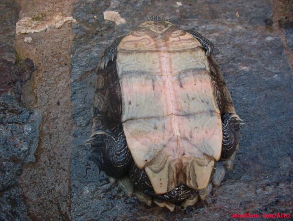 Hembra de Graptemys pseudogeographica