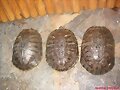 Hembras de Trachemys s. elegans