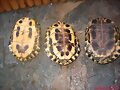 Hembras de Trachemys s. elegans
