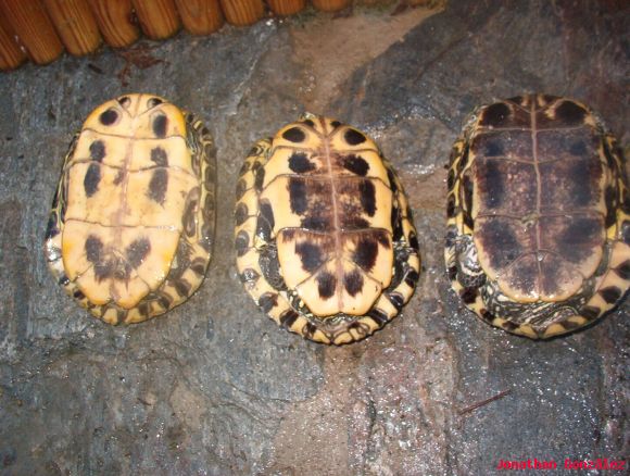 Hembras de Trachemys s. elegans