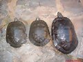 Machos Trachemys s. elegans