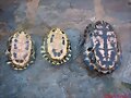 Machos Trachemys s. elegans
