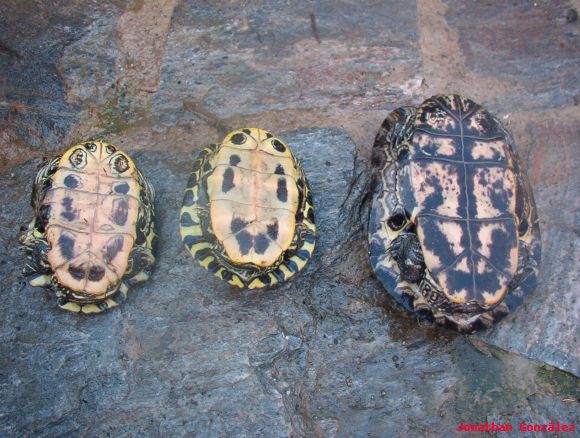 Machos Trachemys s. elegans