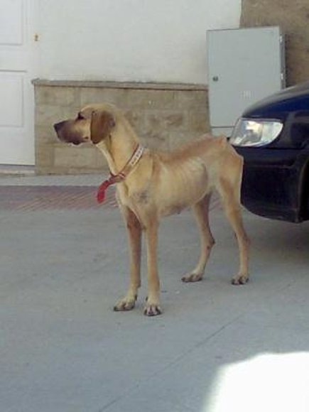 Dogo Aleman en adopcion