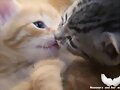 Gatituz
